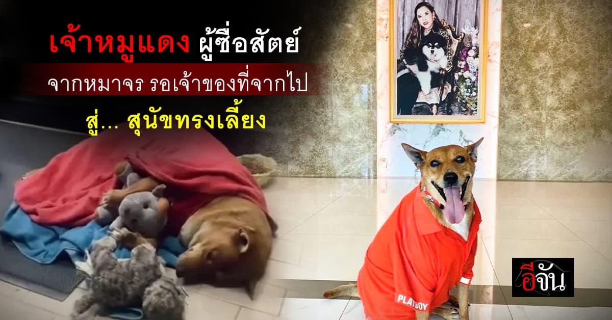 พระองค์เจ้าสิริภาจุฑาภรณ์ ทรงรับเลี้ยง เจ้าหมูแดง หมาจร ผู้ซื่อสัตย์