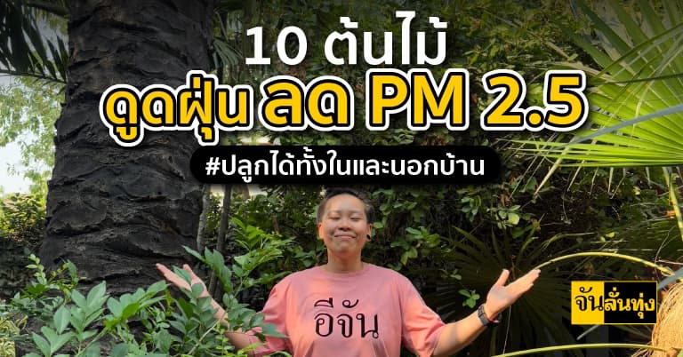10 ต้นไม้ดูดฝุ่น ลด PM 2.5  #ปลูกได้ทั้งในและนอกบ้าน