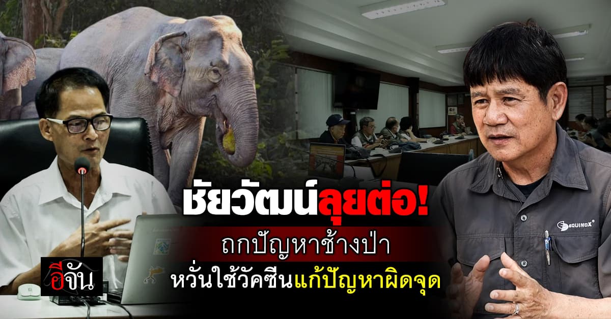 ชัยวัฒน์แนะ! คุมกำเนิดช้าง ไม่ใช่วิธีที่ดีที่สุด แถมปัญหายังตามมาอีกเพียบ