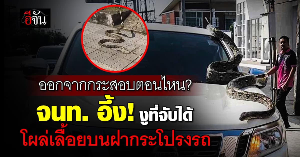 จนท. อึ้ง! แวะทำธุระแป๊บเดียว งูที่จับได้หาย โผล่เลื้อยบนฝากระโปรงรถ 