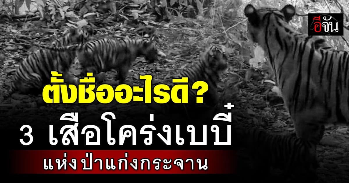 อช.แก่งกระจาน ชวนประกวดตั้งชื่อ 3 ลูกเสือโคร่ง สมาชิกใหม่