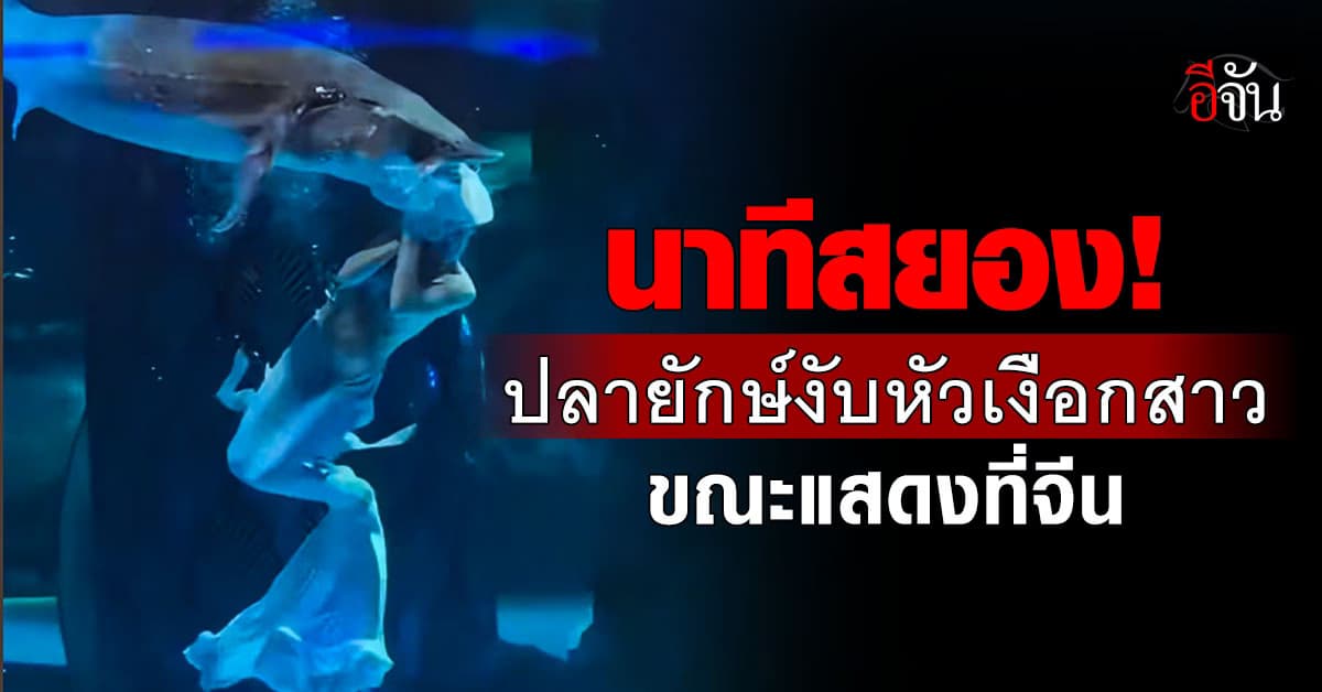เปิดนาทีสยอง! “ปลายักษ์” งับหัวนางเงือกสาว ขณะแสดงที่จีน ซ้ำ! ถูกบีบให้โชว์ต่อ
