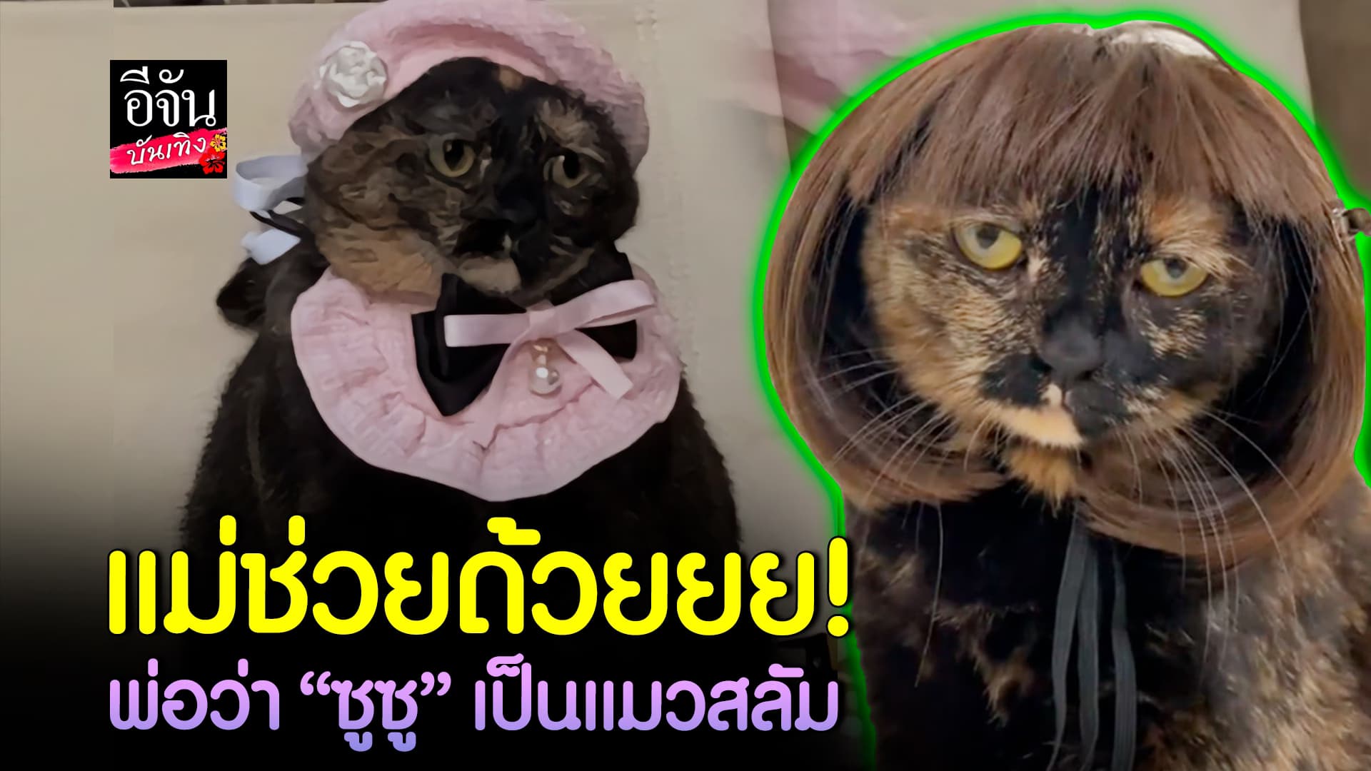 🎬คลิปบันเทิง : ซูซู ลูกแม่ไม่ใช่แมวสลัม แต่เป็นแมวไฮโซ!