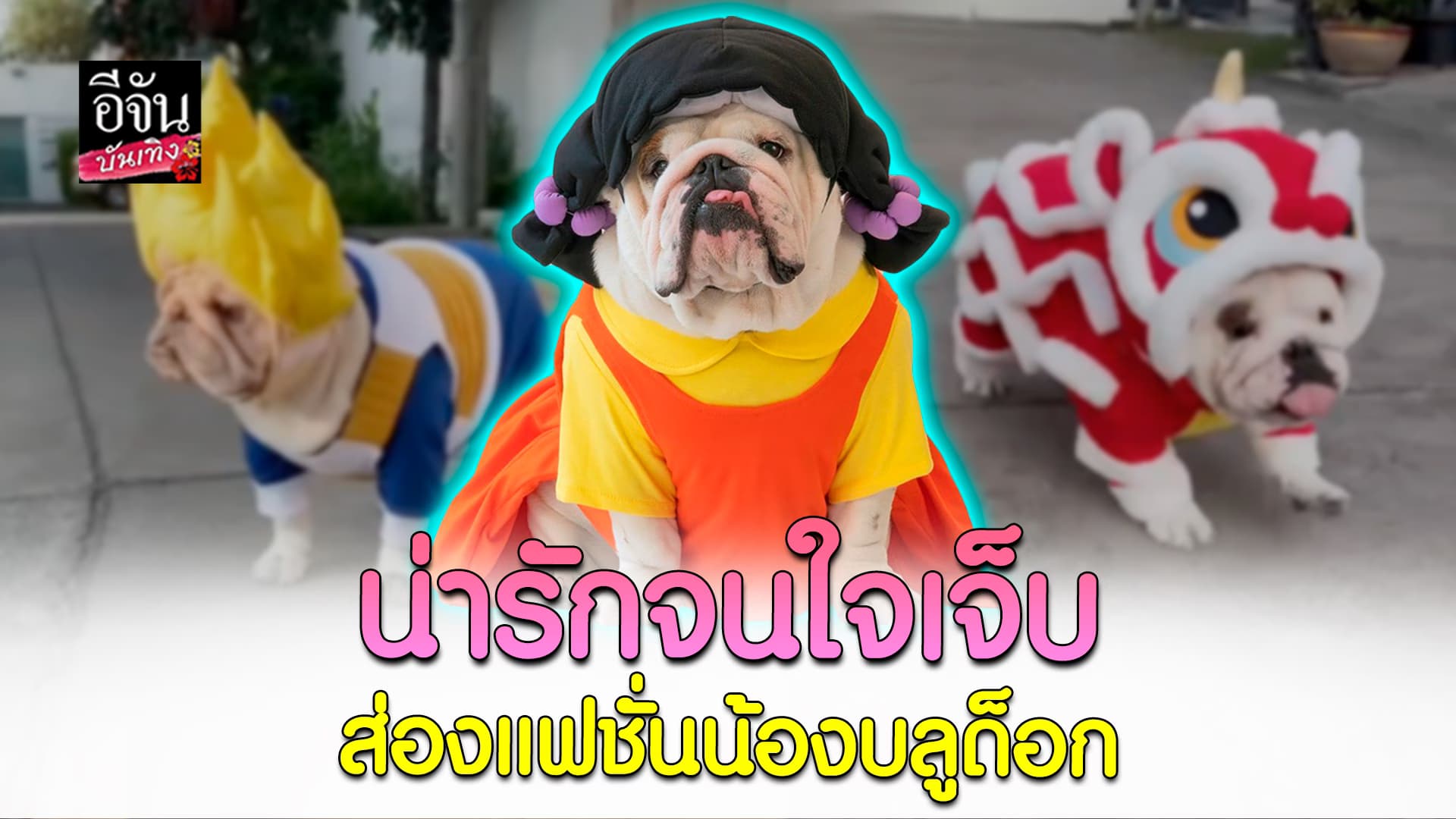 🎬คลิปบันเทิง : น้องหมาบลูด็อก กับแฟชั่นสุดน่ารัก พร้อมโชว์สกิล สเก็ตบอร์ด