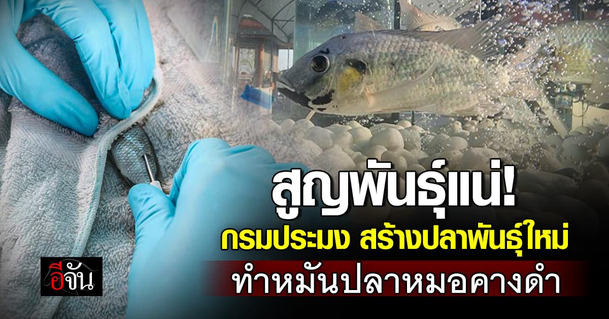 ประมง ผลิต ปลาพันธุ์ใหม่ เตรียมปล่อยลงน้ำ ทำหมันปลาหมอคางดำ