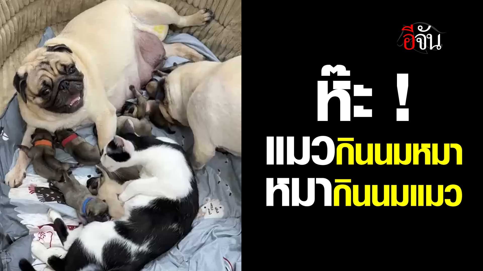 🎬 สับสนไปหมด เมื่อแมวกินนมหมา หมากินนมแมว