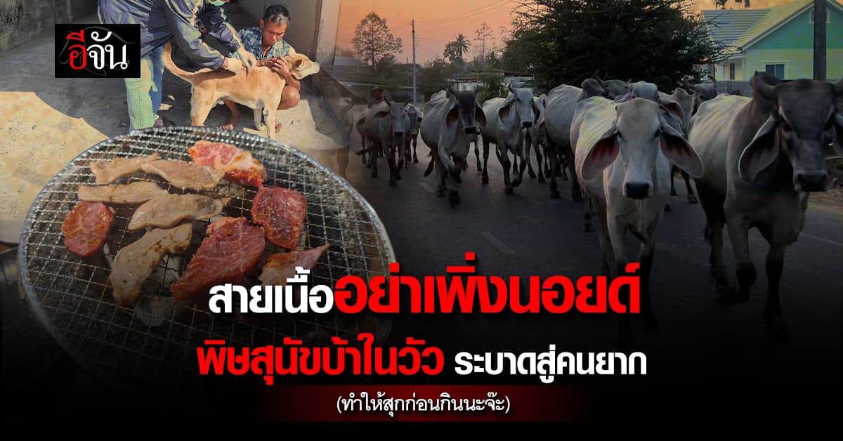 กรมปศุสัตว์ ชี้ วัวติดเชื้อ พิษสุนัขบ้า แพร่สู่คนยาก แต่ต้องทำให้สุกก่อนกิน