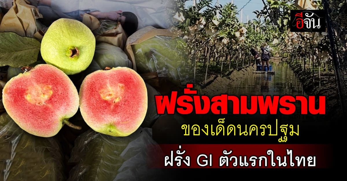 “ฝรั่งสามพราน” หวาน กรอบ อร่อยจนได้ขึ้นทะเบียน GI