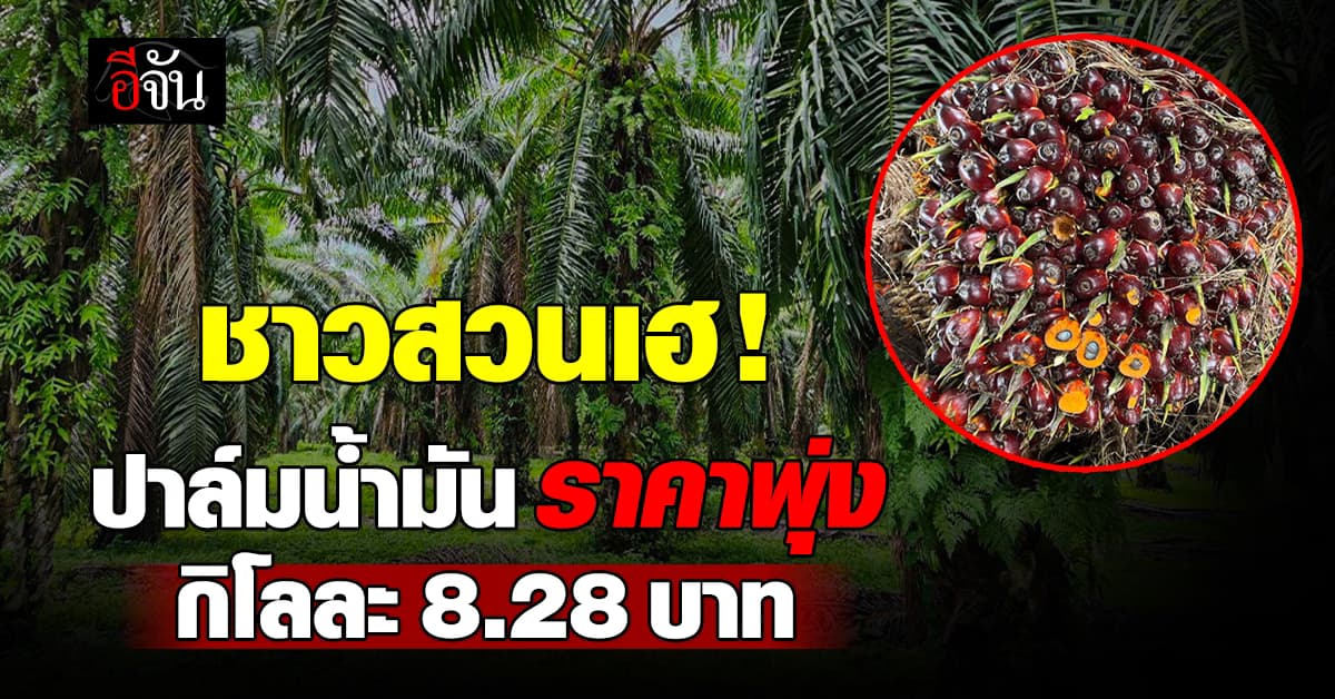 ชาวสวนเฮ ปาล์มน้ำมัน ราคาพุ่ง กิโลละ 8.28 บาท