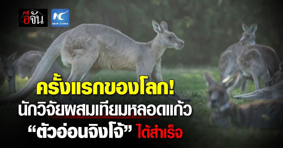 ครั้งแรกของโลก! นักวิจัยออสซี่ ผสมเทียมหลอดแก้ว “ตัวอ่อนจิงโจ้” ได้สำเร็จ