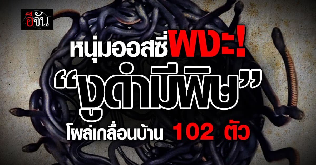 หนุ่มออสซี่ผงะ! “งูดำท้องแดงมีพิษ” กว่า 102 ตัว โผล่เกลื่อนสวนหลังบ้าน