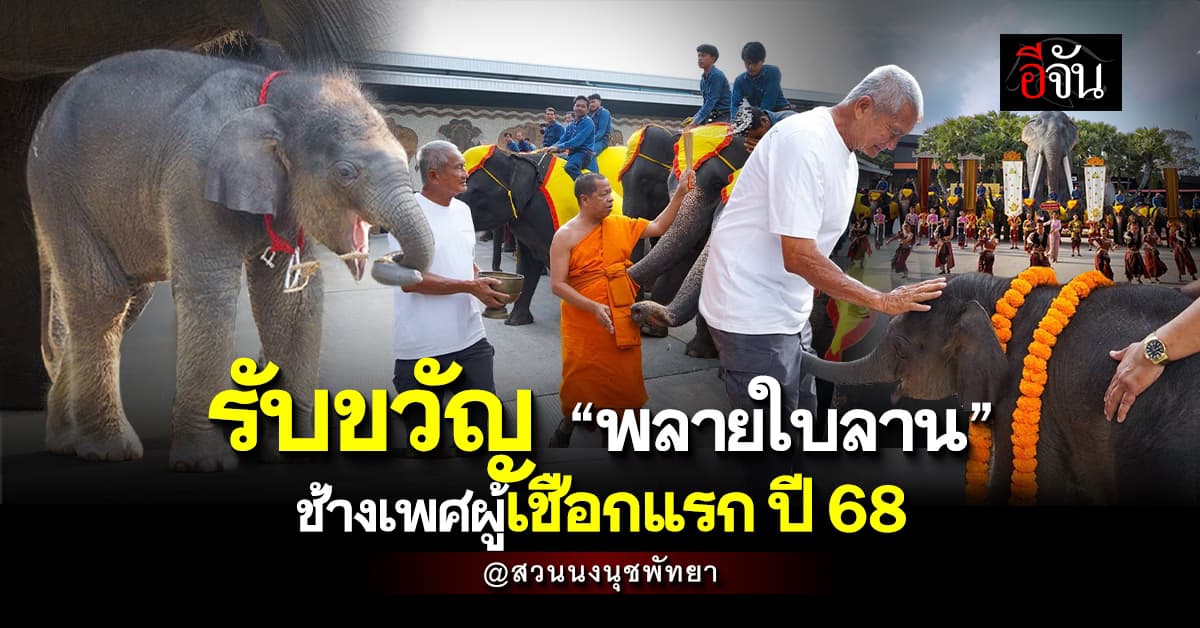 น่ารักมาก! สวนนงนุชพัทยา รับขวัญ “พลายใบลาน” ลูกช้างเชือกแรก ปี 2568 