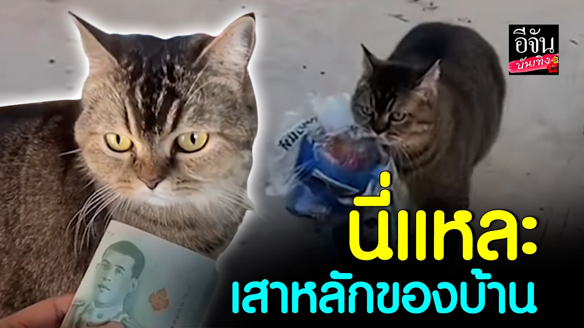 🎬คลิปบันเทิง : แม่ไม่ต้องทำงานแล้ว เดี๋ยวหนูหาเลี้ยงเอง ล่าสุด! ต้าวเหมียวคาบลอตเตอรี่มาฝาก