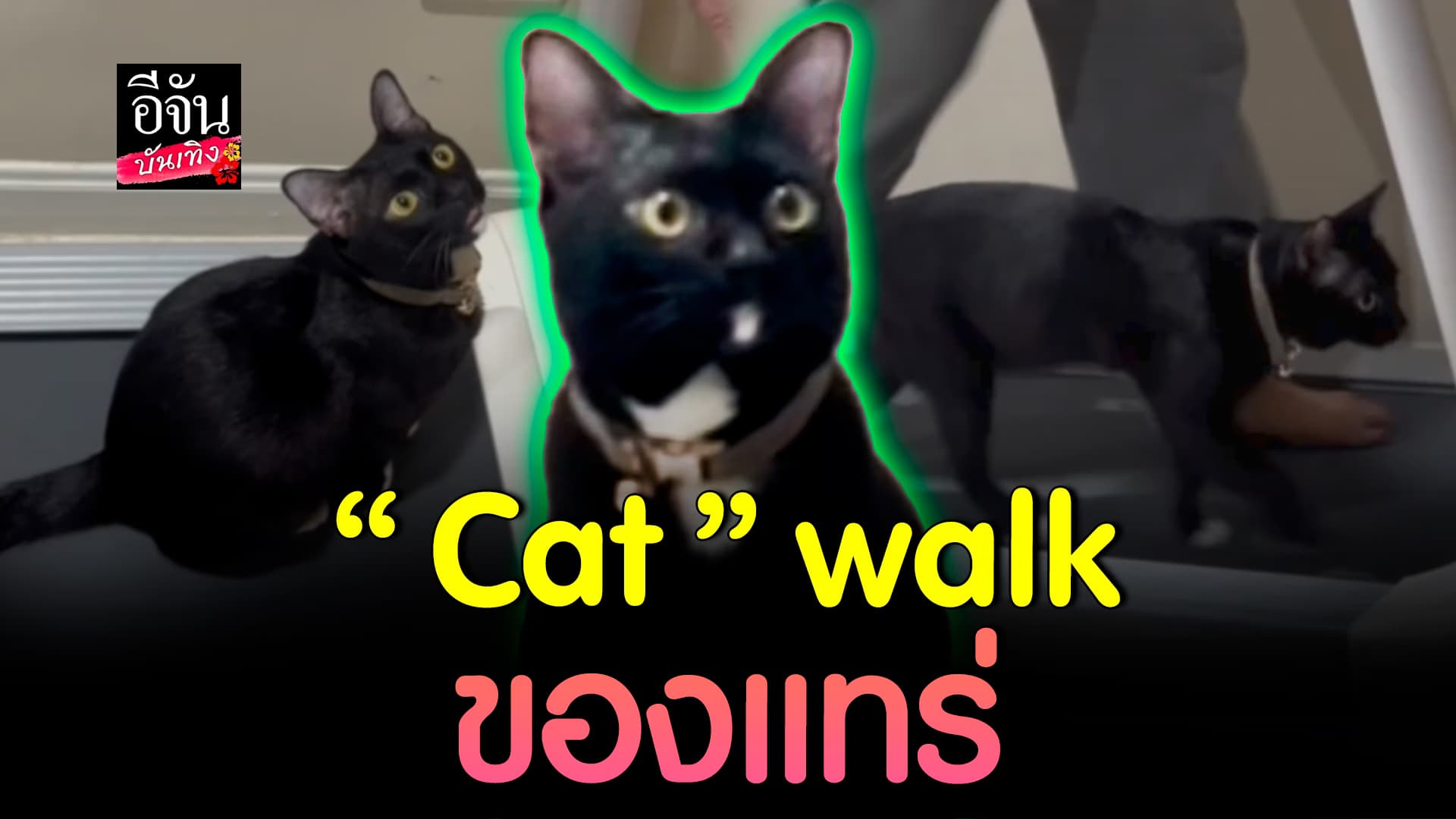 🎬คลิปบันเทิง : เจ้าเรนนี่ แมวแสนรู้ ชวนเจ้าของวิ่งลู่วิ่ง