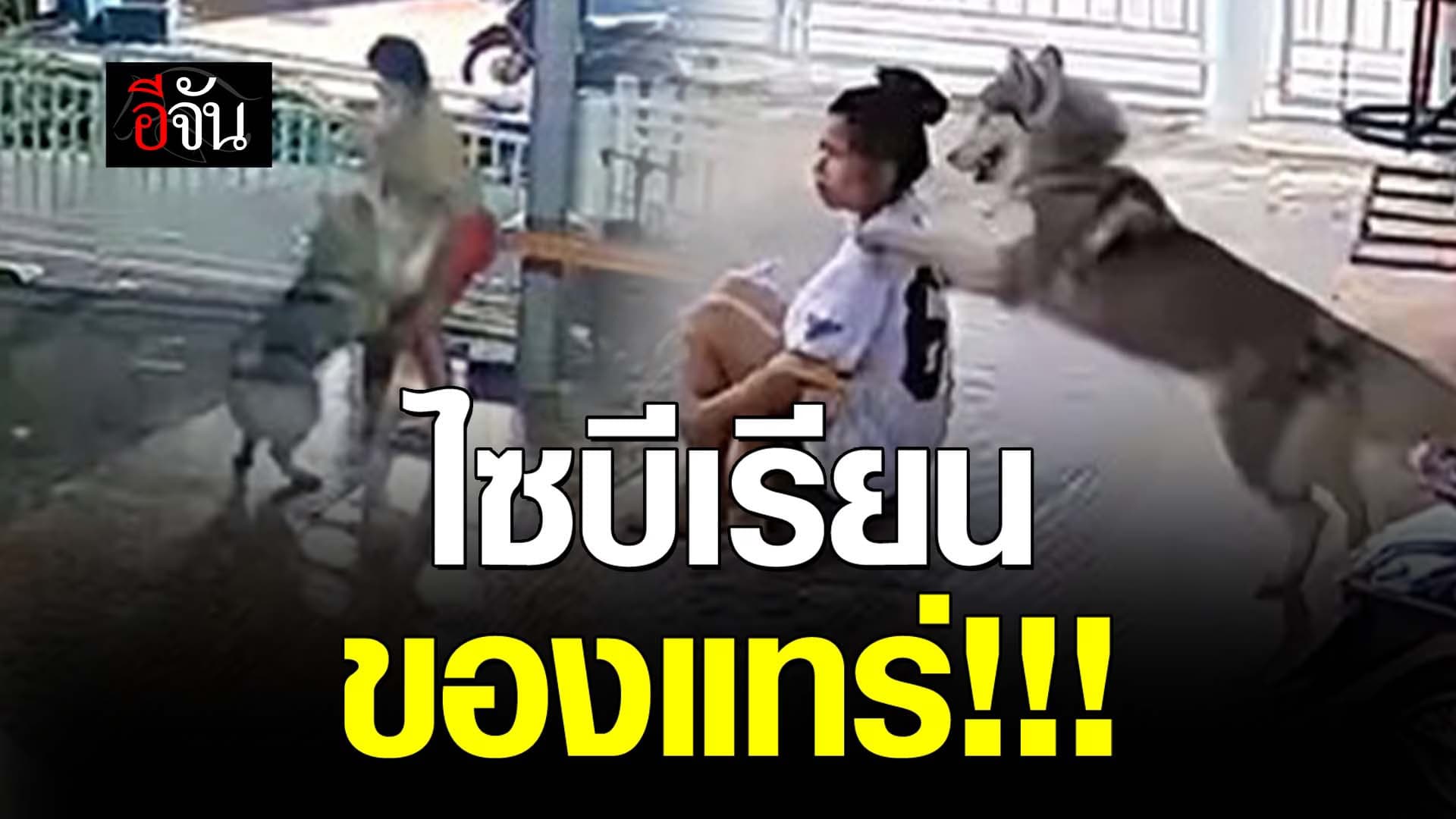 🎬 ไซบีเรียน ของแทร่