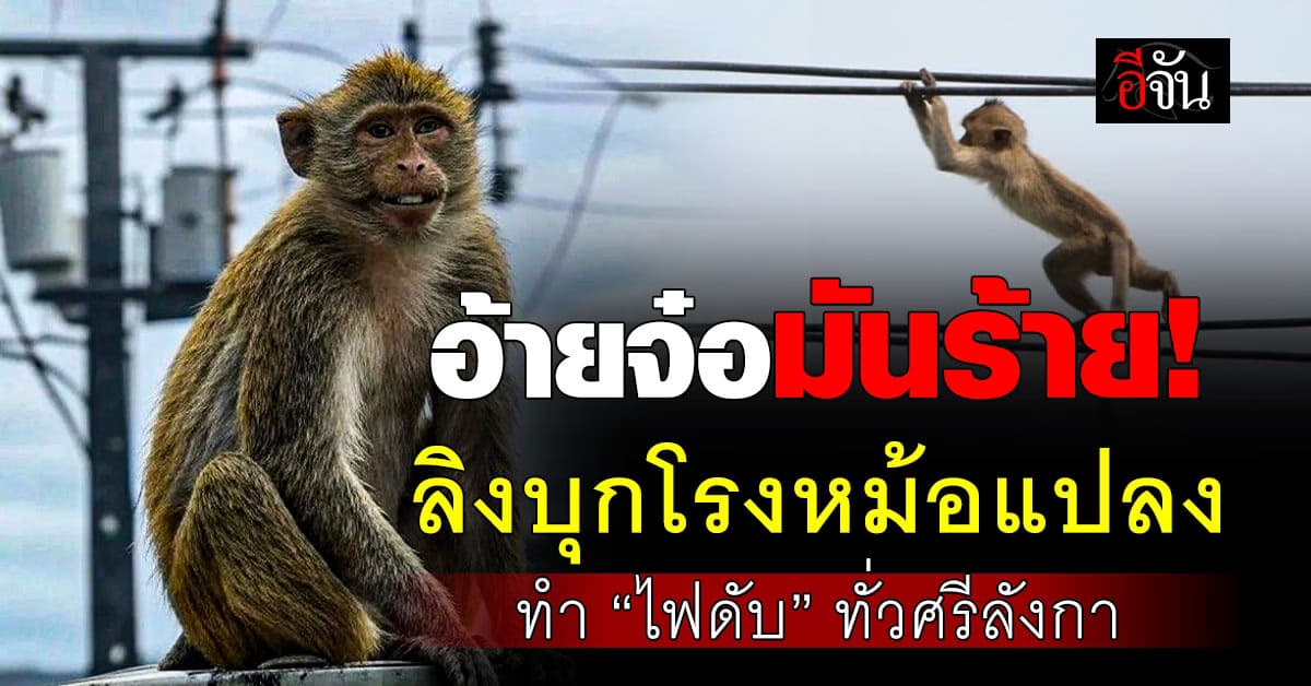 เหลือจะเชื่อ! เจ้าลิงป่วน บุกโรงหม้อแปลง ทำไฟฟ้าดับทั่วศรีลังกา