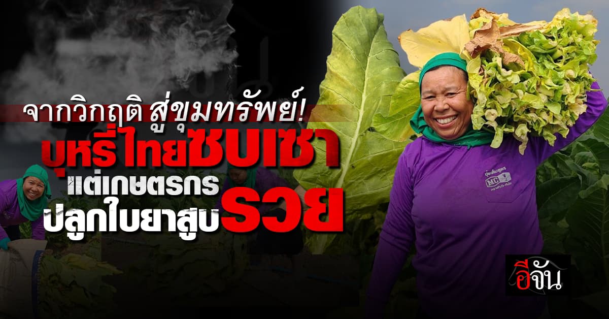 วิกฤติหรือโอกาส? คนสูบบุหรี่ลดลง แต่ราคาใบยาสูบพุ่งสูง!