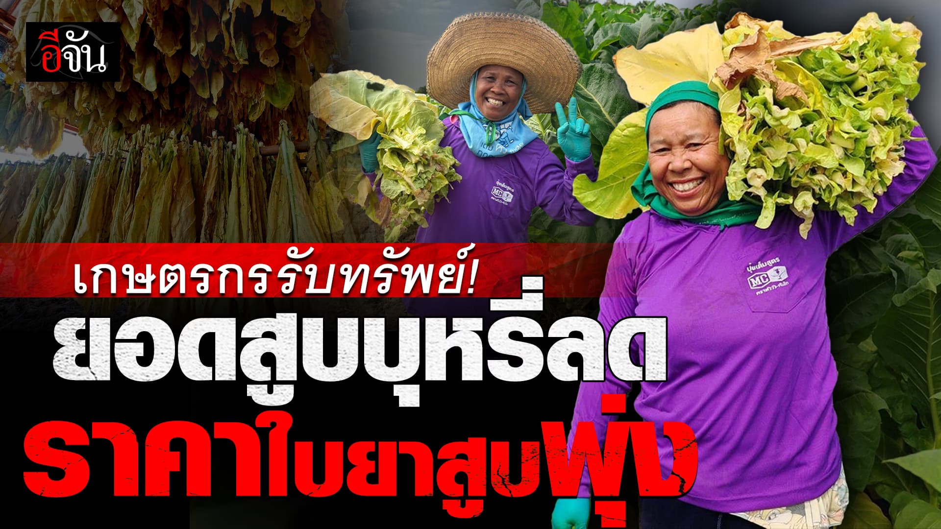 🎬 เกษตรกรยิ้มแป้น ยอดสูบบุหรี่ในประเทศลด – ราคาใบยาสูบกลับพุ่งสูงขึ้น | อีจันเศรษฐกิจ