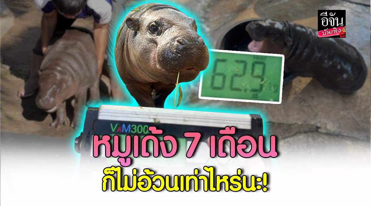 เปิดสัดส่วนทองคำ! หมูเด้ง อายุ 7 เดือน พี่เลี้ยงอุ้มไม่ไหวแล้ว