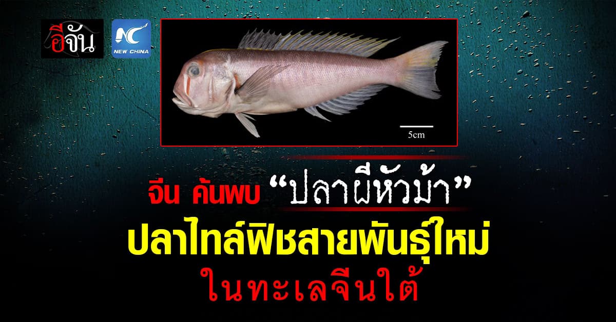 น่าทึ่ง! นักวิจัยจีน ค้นพบ “ปลาผีหัวม้า” ปลาไทล์ฟิชสายพันธุ์ใหม่ในทะเลจีนใต้ 