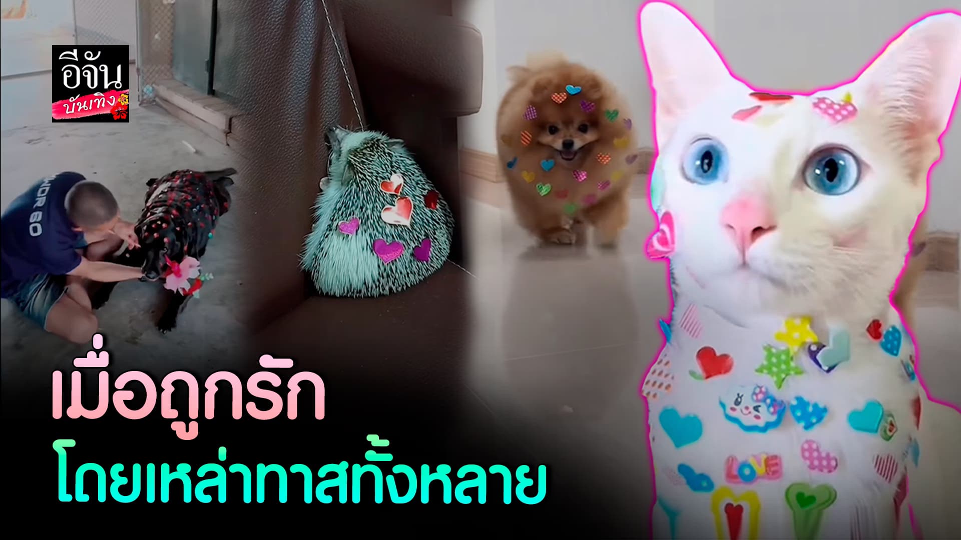 🎬คลิปบันเทิง : น่ารัก! วาเลนไทน์นี้ ต้าวสี่ขาไม่ว่าง หัวใจเต็มตัวไปหมดเลย