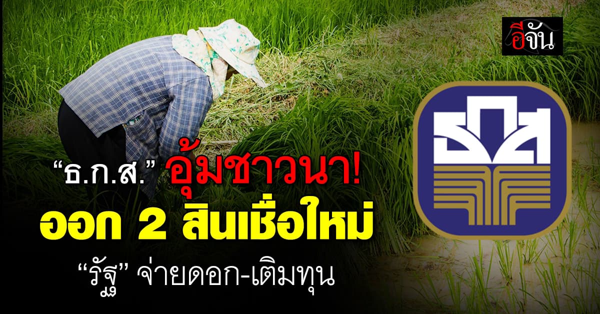 ธ.ก.ส. ออก 2 สินเชื่อ อุ้มเกษตรกร รับราคาข้าวปรับตัวลง