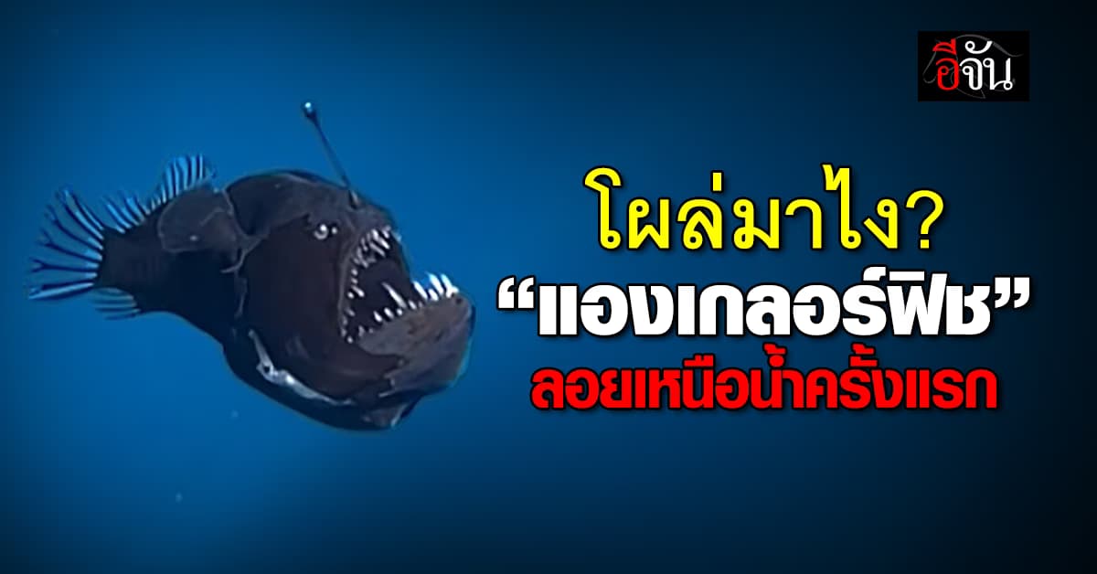 หาดูยาก! “แองเกลอร์ฟิช” โผล่เหนือผิวน้ำครั้งแรก กลางเกาะสเปน