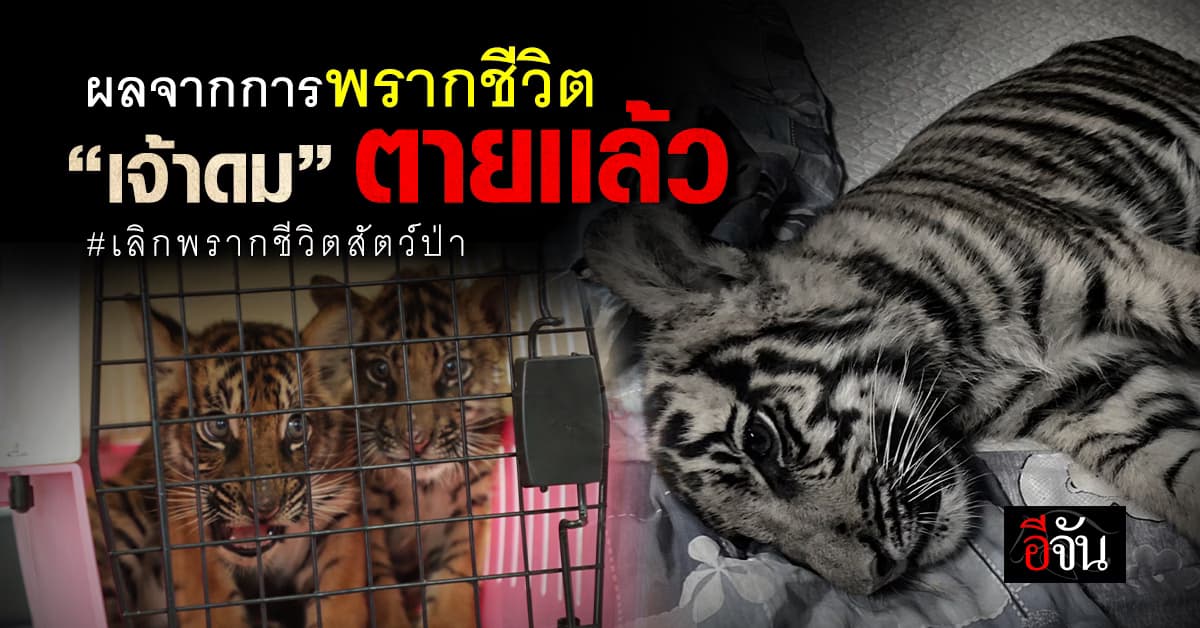 บีบหัวใจ ! ช่วยให้รอด กลับไม่รอด “เจ้าดม” ลูกเสือโคร่งของกลางตายแล้ว