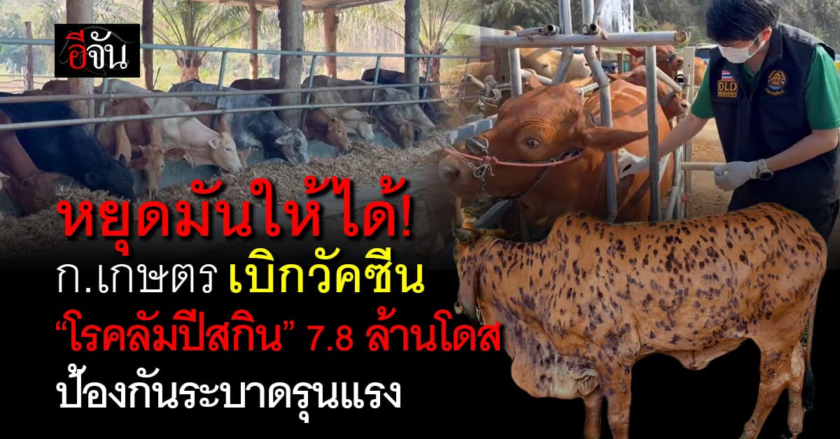 กันไว้ก่อน! ก.เกษตร เบิกวัคซีน ลัมปีสกิน 7.85 ล้านโดส ฉีดวัว กันโรคระบาด