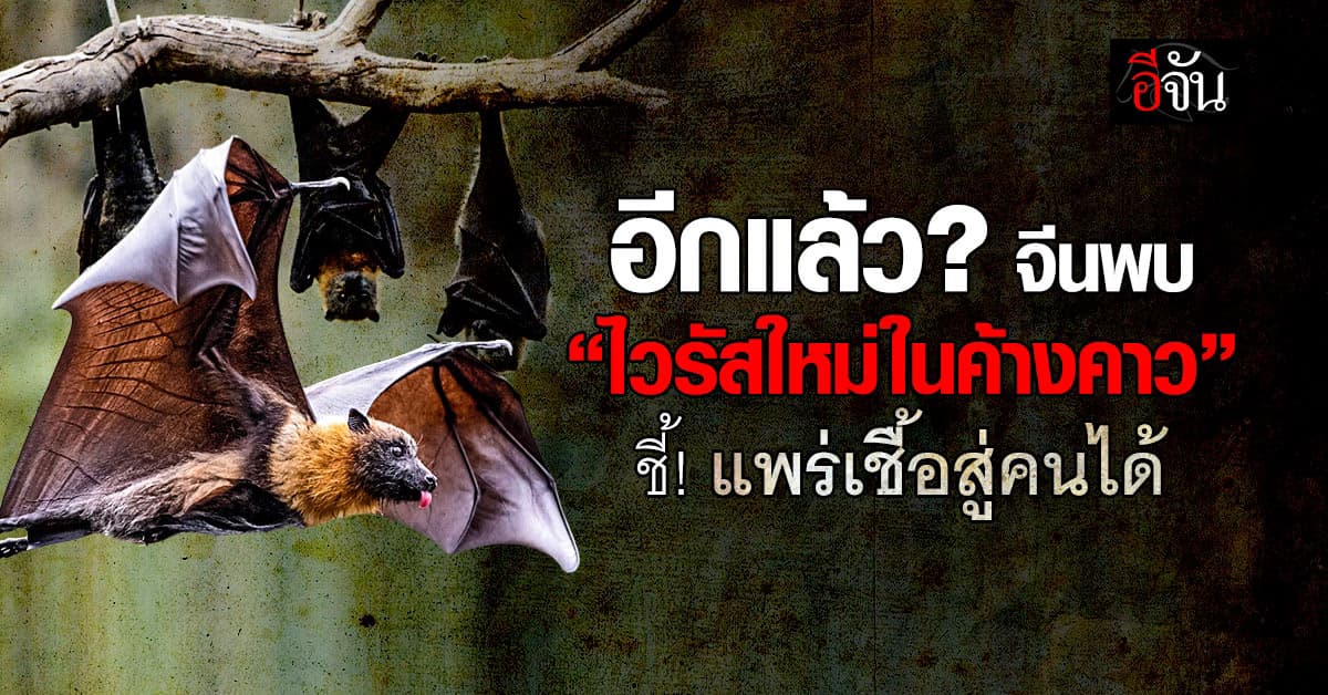 อีกแล้ว? ทีมวิจัยจีนค้นพบ “ไวรัสใหม่ในค้างคาว” แพร่สู่คนได้คล้ายโควิด-19