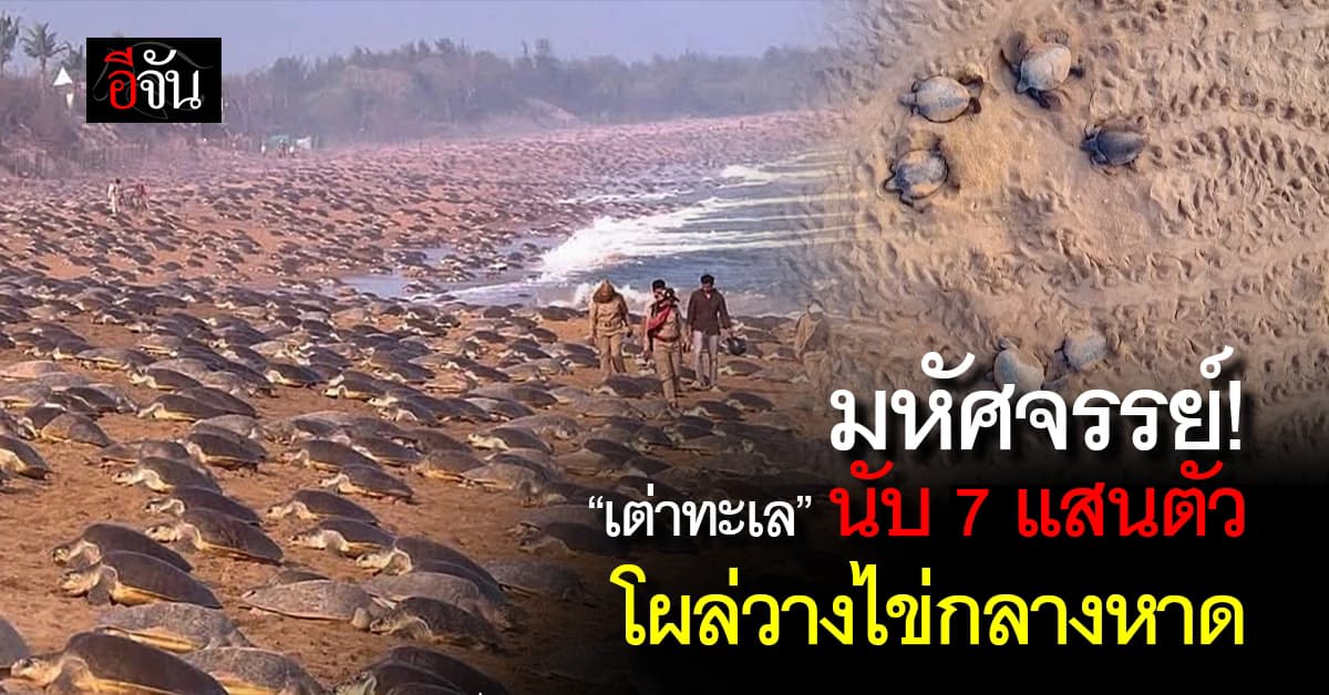 ปรากฏการณ์! “เต่าทะเล” นับ 7 แสนตัว โผล่วางไข่กลางหาดอินเดีย