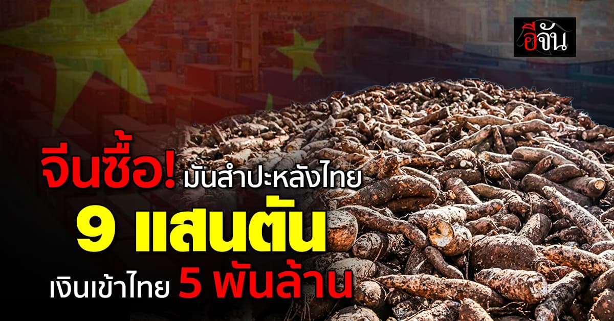 บุกตลาดจีน สำเร็จ! ไทยส่งออกมันสำปะหลัง กว่า 9 แสนตัน
