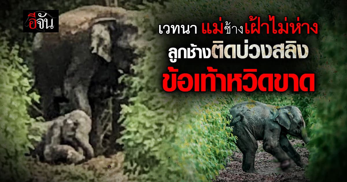 สลด ลูกช้างป่า โดนบ่วงสลิงรัดขาหวิดขาด แม่ช้างเฝ้าไม่ห่าง