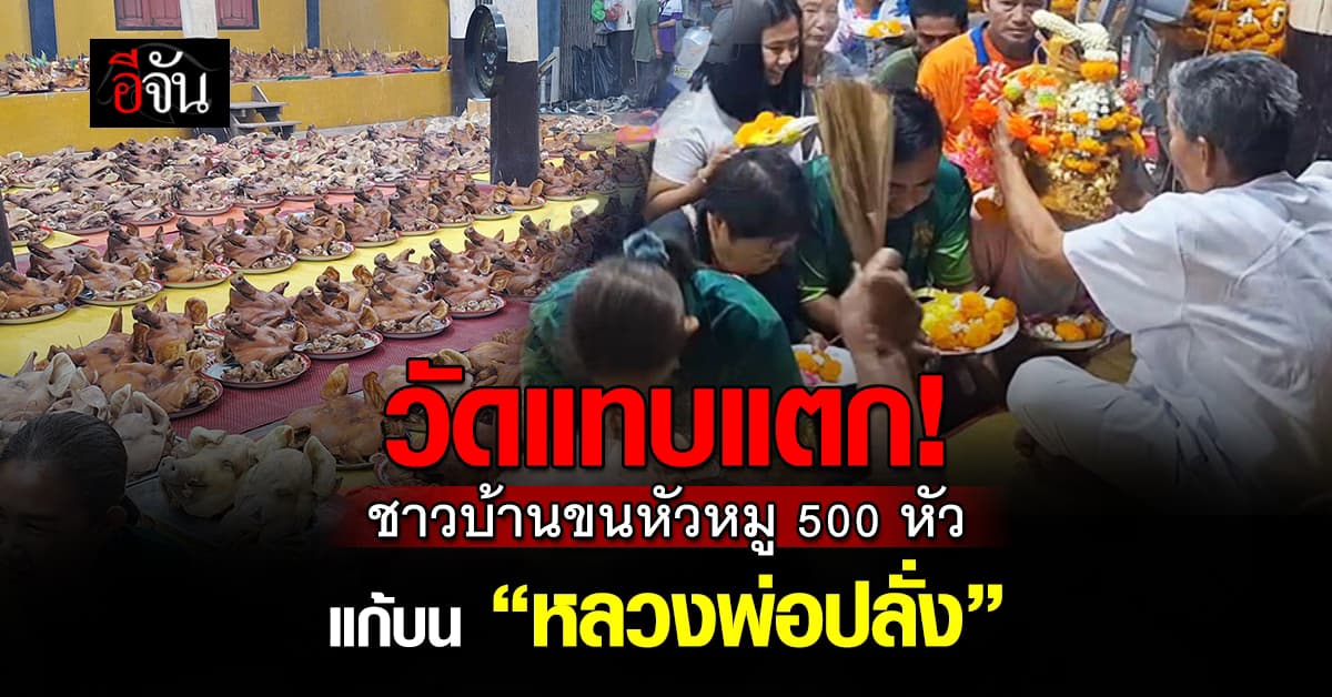 วัดแทบแตก! ชาวบ้านขนหัวหมู 500 หัว แก้บน “หลวงพ่อปลั่ง” จ.อุทัยธานี