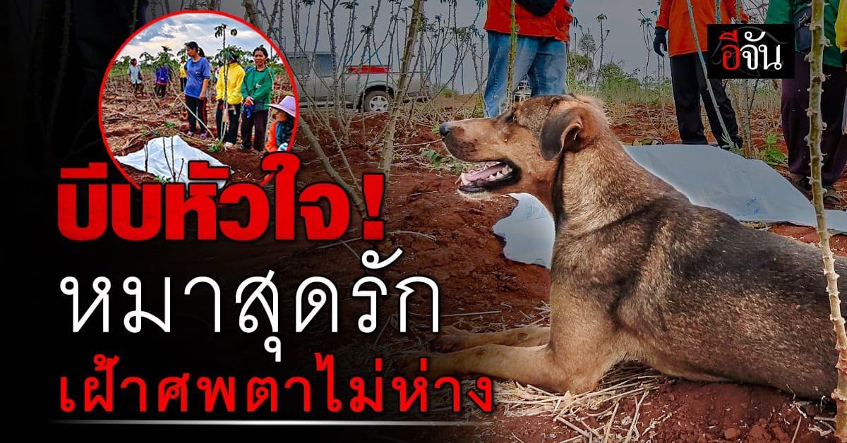 สุดเศร้า ! หมารักเจ้าของจนนาทีสุดท้าย นอนเฝ้าศพตา วัย 88 ไม่ห่างไปไหน