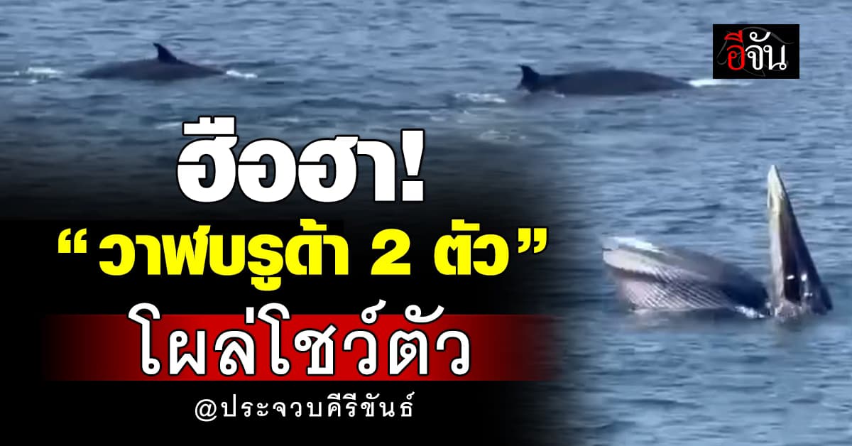 ชาวบ้านฮือฮา! น้องวาฬบรูด้า 2 ตัว โผล่ท่าเรือประจวบ