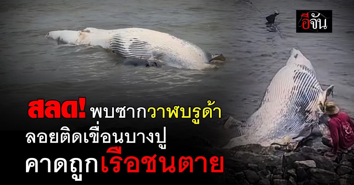 บีบหัวใจ! พบซากวาฬบรูด้า ลอยติดเขื่อนบางปู จ.สมุทรปราการ พบบาดแผลจากใบพัดเรือ 