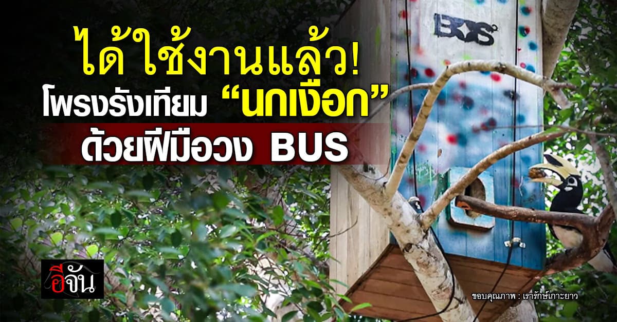 สุดน่ารัก! โพรงรังเทียม “นกเงือก” ด้วยฝีมือวง BUS ได้ใช้งานจริงแล้ว