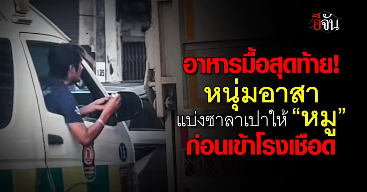 มื้อสุดท้าย! หนุ่มอาสา ยื่นอาหารให้หมูกิน ก่อนเข้าโรงเชือด ทำเอาชาวเน็ตแห่ชื่นชม