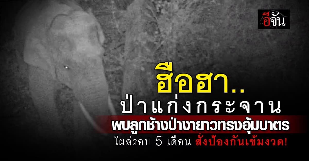 พบลูกช้างป่างายาวทรงอุ้มบาตร ..โผล่แก่งกระจาน 2 ตัว สั่งเฝ้าระวังป้องกันเข้มงวด!