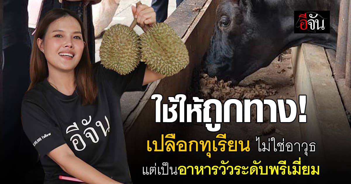 ก.เกษตร แนะ เปลือกทุเรียน อาหารวัวระดับพรีเมี่ยม สารอาหารสูง โปรตีนฉ่ำ