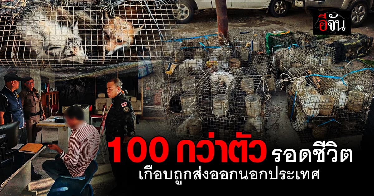 รวบขบวนค้าสัตว์ป่าข้ามชาติช่วยชีวิต 100 กว่าตัว ก่อนถูกส่งข้ามแดน
