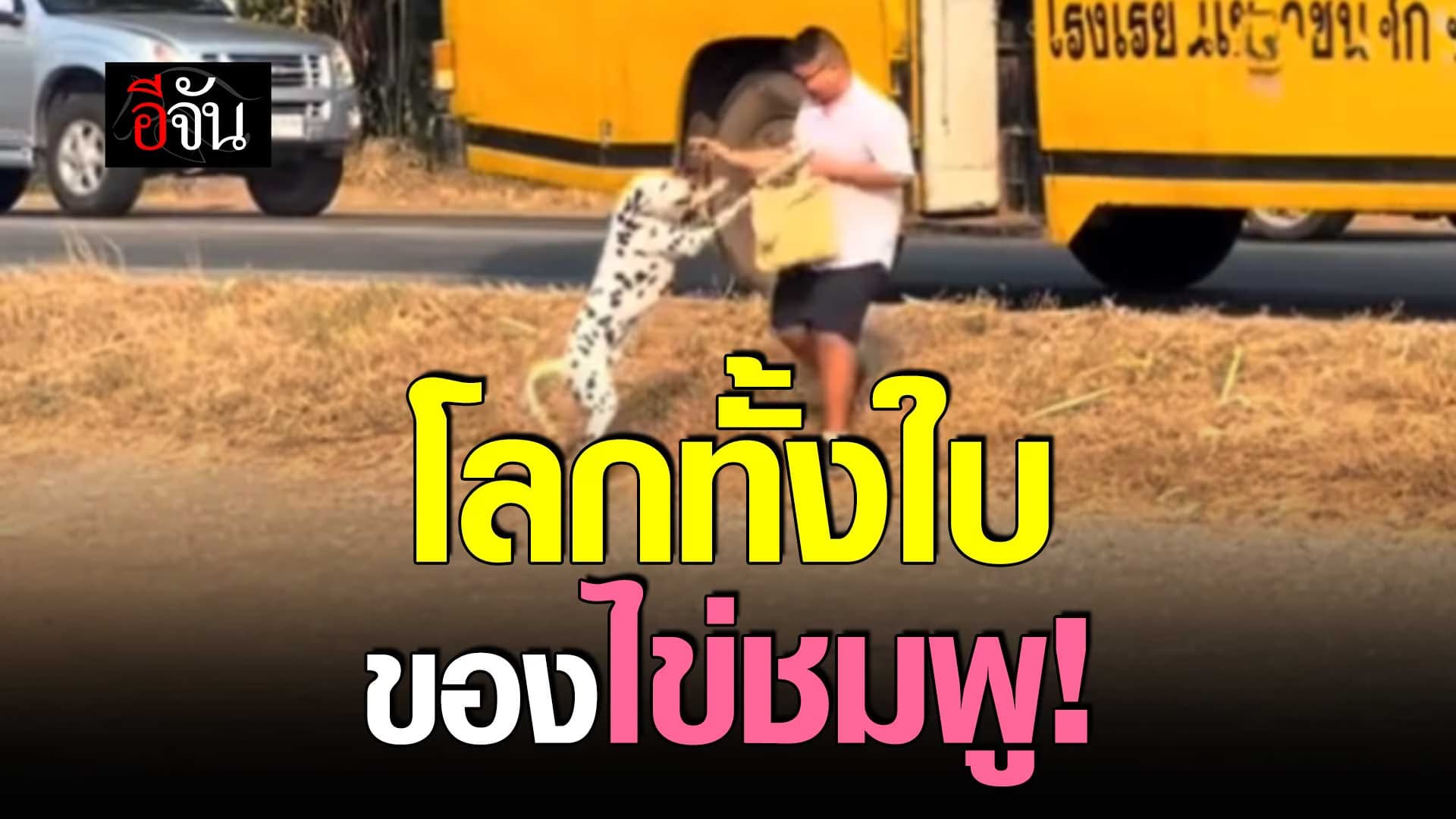 🎬 หมาลายจุด ไวรัลรอเจ้าของกลับจากโรงเรียนทุกวัน