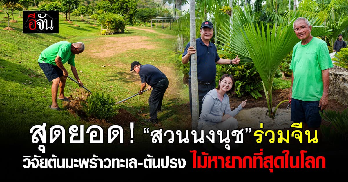 สุดยอด! สวนนงนุช ร่วมมือกับรัฐบาลจีน วิจัยต้นมะพร้าวทะเล-ต้นปรงไม้ ไม้หายากที่สุดในโลก