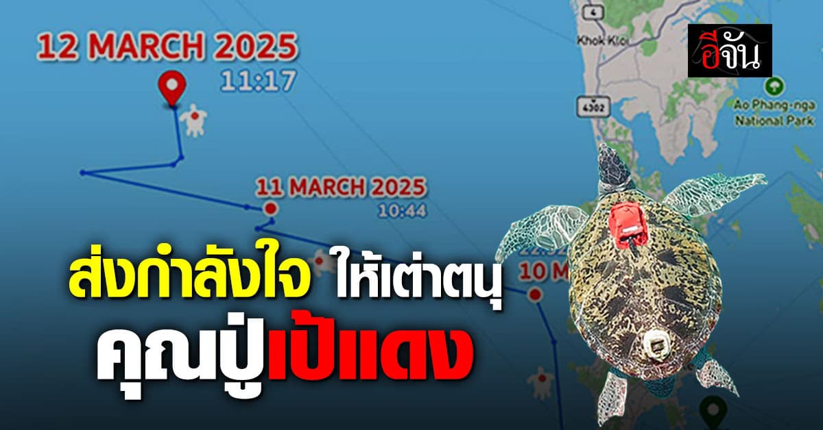 คุณปู่เต่าตนุเป้แดง กลับทะเลแล้ว หลังรักษาอยู่นาน 8 ปี