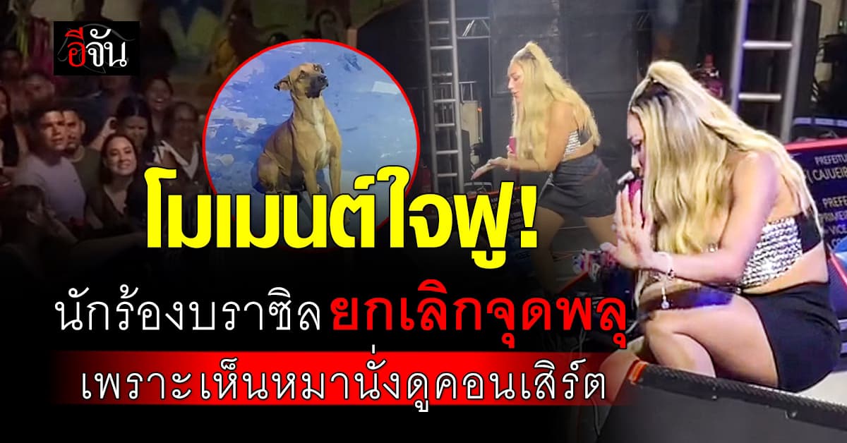โมเมนต์ใจฟู! นักร้องบราซิล ยกเลิกจุดพลุ เพราะเห็นหมานั่งดูคอนเสิร์ต กลัวน้องตกใจ 