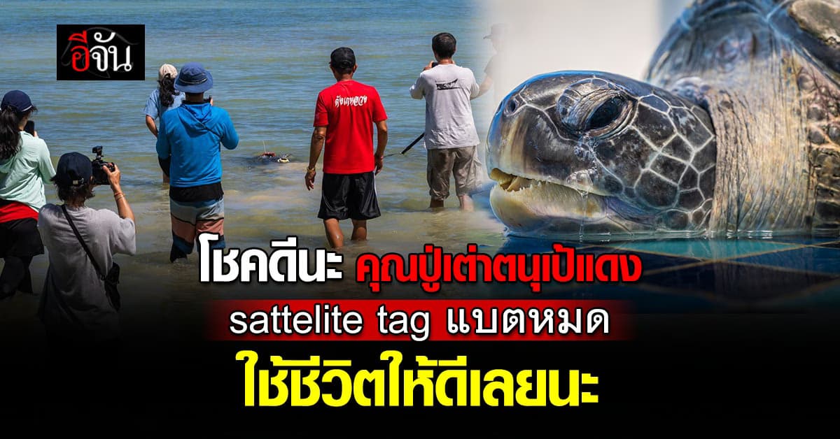 ลากันจริงๆ โชคดีนะ ปู่เต่าตนุเป้แดง