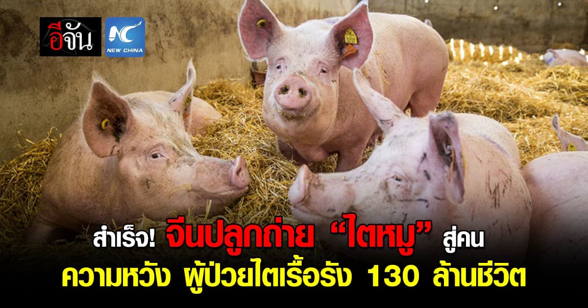 จีนทำได้! ปลูกถ่าย “ไตหมู” สู่คน ความหวังผู้ป่วยเรื้อรังกว่า 130 ล้านชีวิต