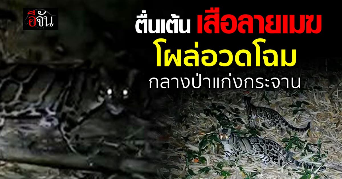 ครอบครัวเสือลายเมฆ โผล่อวดโฉมกลางผืนป่ามรดกโลก สะท้อนความสมบูรณ์ของระบบนิเวศในผืนป่า