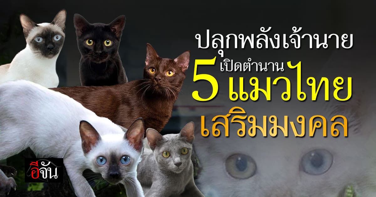 เปิดตำนาน 5 แมวไทยโบราณ เสริมความมงคล ให้ชีวิตทาส